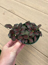 Load image into Gallery viewer, Red Fittonia, nerve plant, 4”
