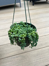 Load image into Gallery viewer, String of pearls, Succulent, 6”
