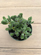 Load image into Gallery viewer, Crassula congesta &#39;Green Beans, 4”
