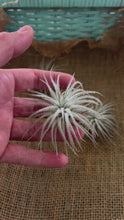 Load and play video in Gallery viewer, Rare Tectorum Ecuador Air Plant, Fuzzy White, Nursery-Grown Tillandsia House Plant with Fuzzy Trichomes for Terrariums (1 air plant)
