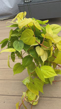 Load and play video in Gallery viewer, Philodendron lemon lime 6” (Large)
