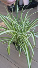 Load and play video in Gallery viewer, Spider plant 6”
