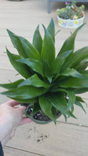 Load and play video in Gallery viewer, Dracaena (Dracaena fragrans &#39;Janet Craig Compacta&#39;) corn plant 6”
