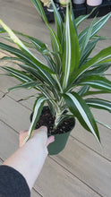 Load and play video in Gallery viewer, Dracaena deremensis - white stripes dracaena, Corn plant, 6”
