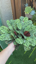 Load and play video in Gallery viewer, Ctenanthe burle-marxii, fishbone prayer plant
