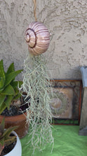 Load and play video in Gallery viewer, Air Plant! Hanging Ceramic Light Brownish Snail With Live Spanish Moss Plant.
