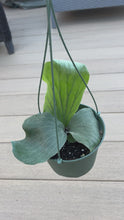 Load and play video in Gallery viewer, Platycerium elephantotis, staghorn fern
