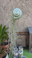 Load and play video in Gallery viewer, Air Plant! Hanging Ceramic Blue Snail With Live Spanish Moss Plant.
