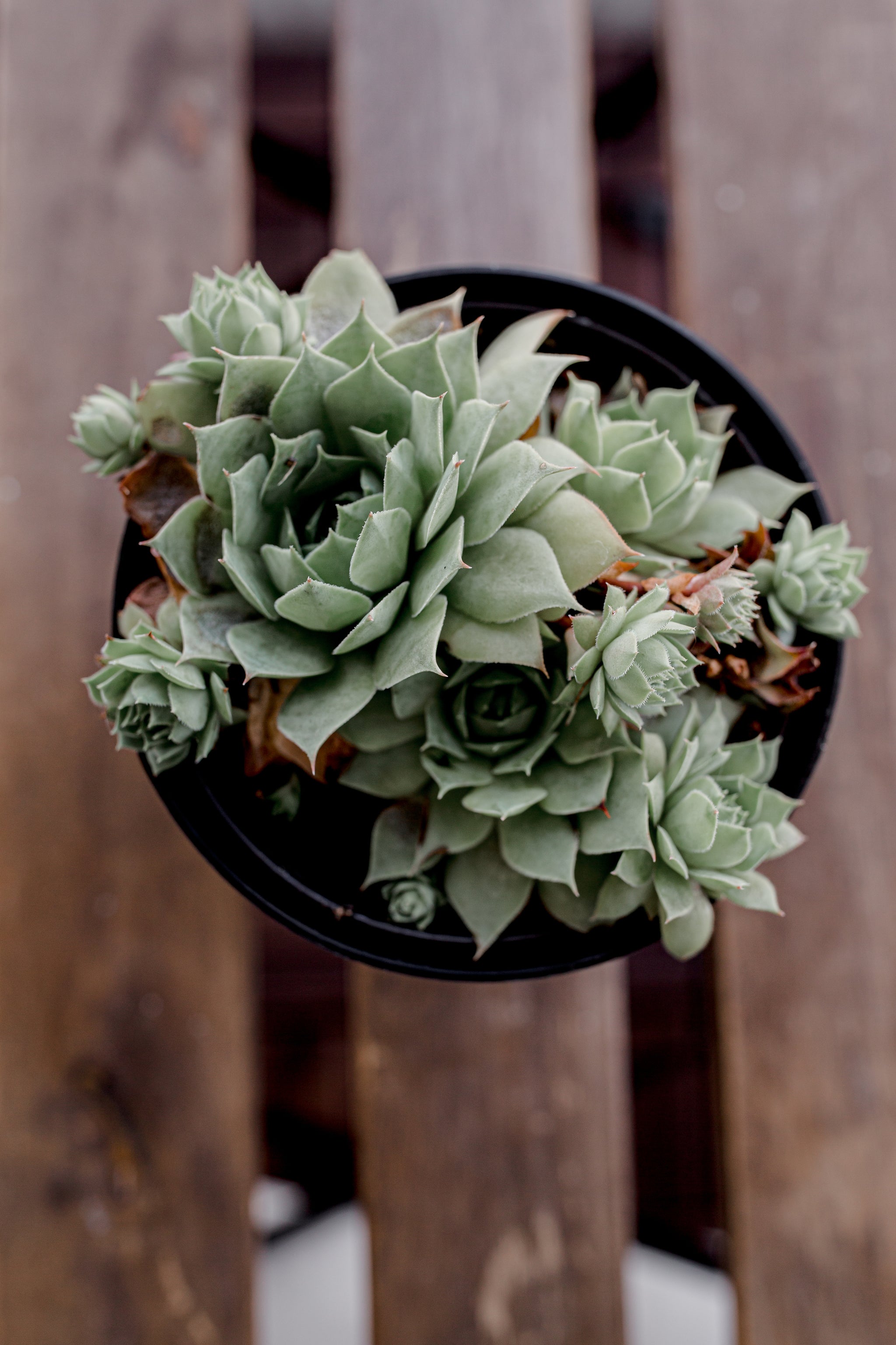 Welcome to your friendly plant & gift shop – Plants4Love
