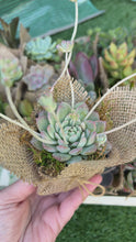 Load and play video in Gallery viewer, Succulent Wedding favors/party favors 2”
