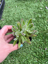 Load image into Gallery viewer, Echeveria pulvinata, 2”
