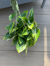 Load image into Gallery viewer, Marble Queen Pothos 6&quot;
