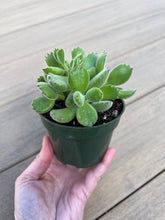 Load image into Gallery viewer, Cotyledon Tomentosa Bear Paw Succulent 4”
