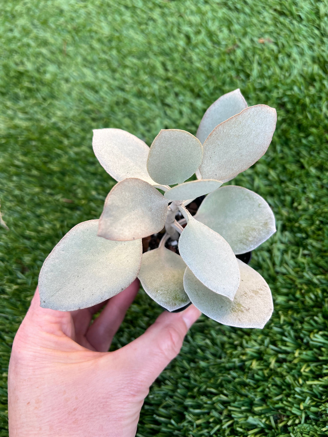 Silver Spoons Succulent, Kalanchoe hildebrandtii 2”