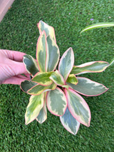 Load image into Gallery viewer, Peperomia Ginny
