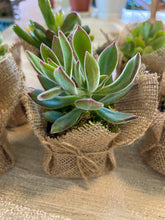 Load image into Gallery viewer, Succulent Wedding favors/party favors 2”
