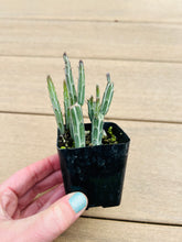 Load image into Gallery viewer, Pickle plant succulent 2in

