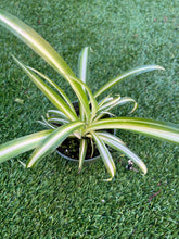 Load image into Gallery viewer, Spider plant 4”
