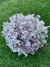 Load image into Gallery viewer, Tradescantia pink panther, Wandering jewel, Inch plant
