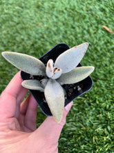Load image into Gallery viewer, Kalanchoe tomentosa donkey ears
