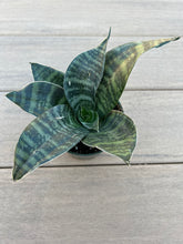 Load image into Gallery viewer, Sansevieria Hahnii, 4” Snake Plant
