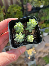 Load image into Gallery viewer, Donkey Tail Succulent, Sedum Morganianum
