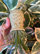 Load image into Gallery viewer, Ceramic octopus air plant holder (Air plant not included)
