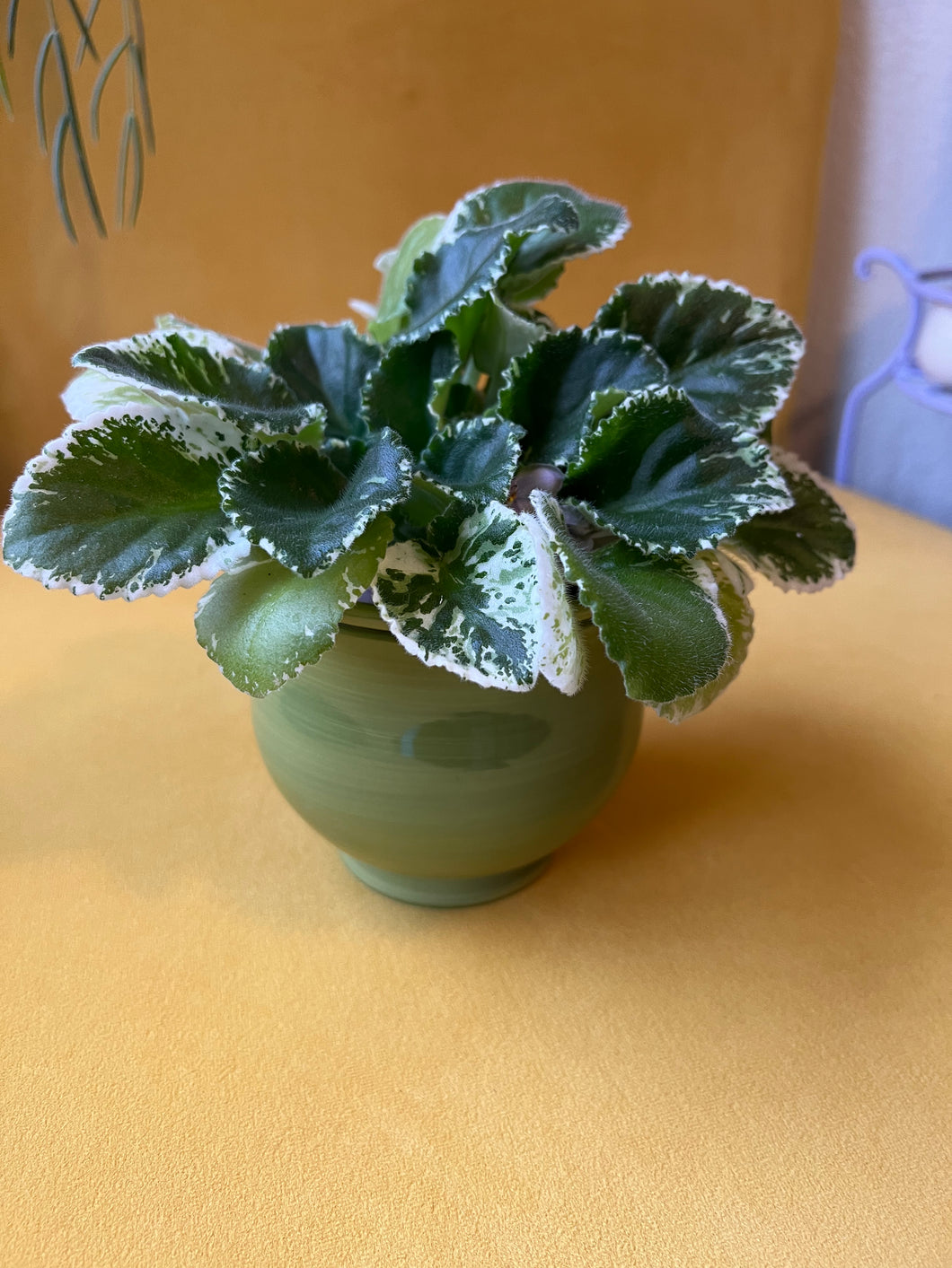 Ceramic Self Watering Planter (Green)