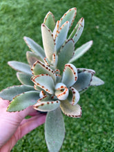 Load image into Gallery viewer, Kalanchoe tomentosa donkey ears 4”
