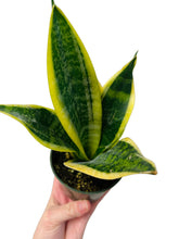 Load image into Gallery viewer, Sansevieria laurentii 4” Snake Plant
