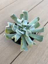 Load image into Gallery viewer, Echeveria topsy turvy
