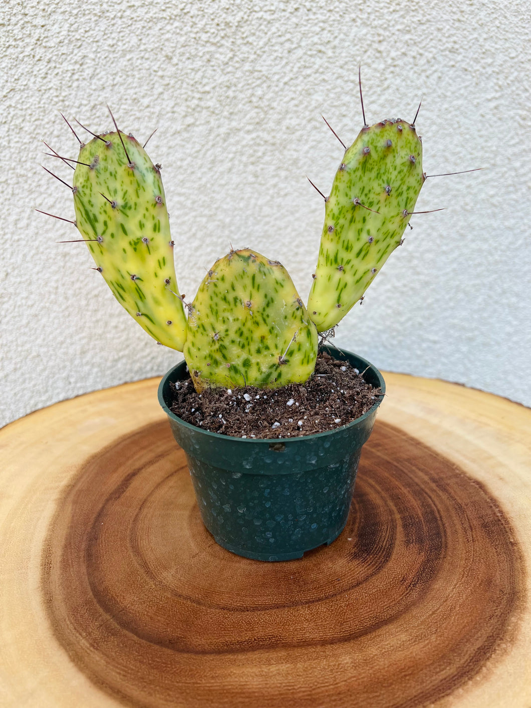 Opuntia Sunburst varagata, Cactus