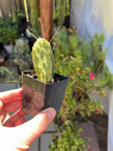 Load image into Gallery viewer, Opuntia Sunburst varagata, Cactus 2”
