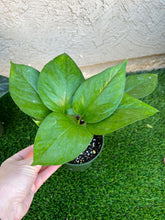 Load image into Gallery viewer, Golden Pothos 4&quot;
