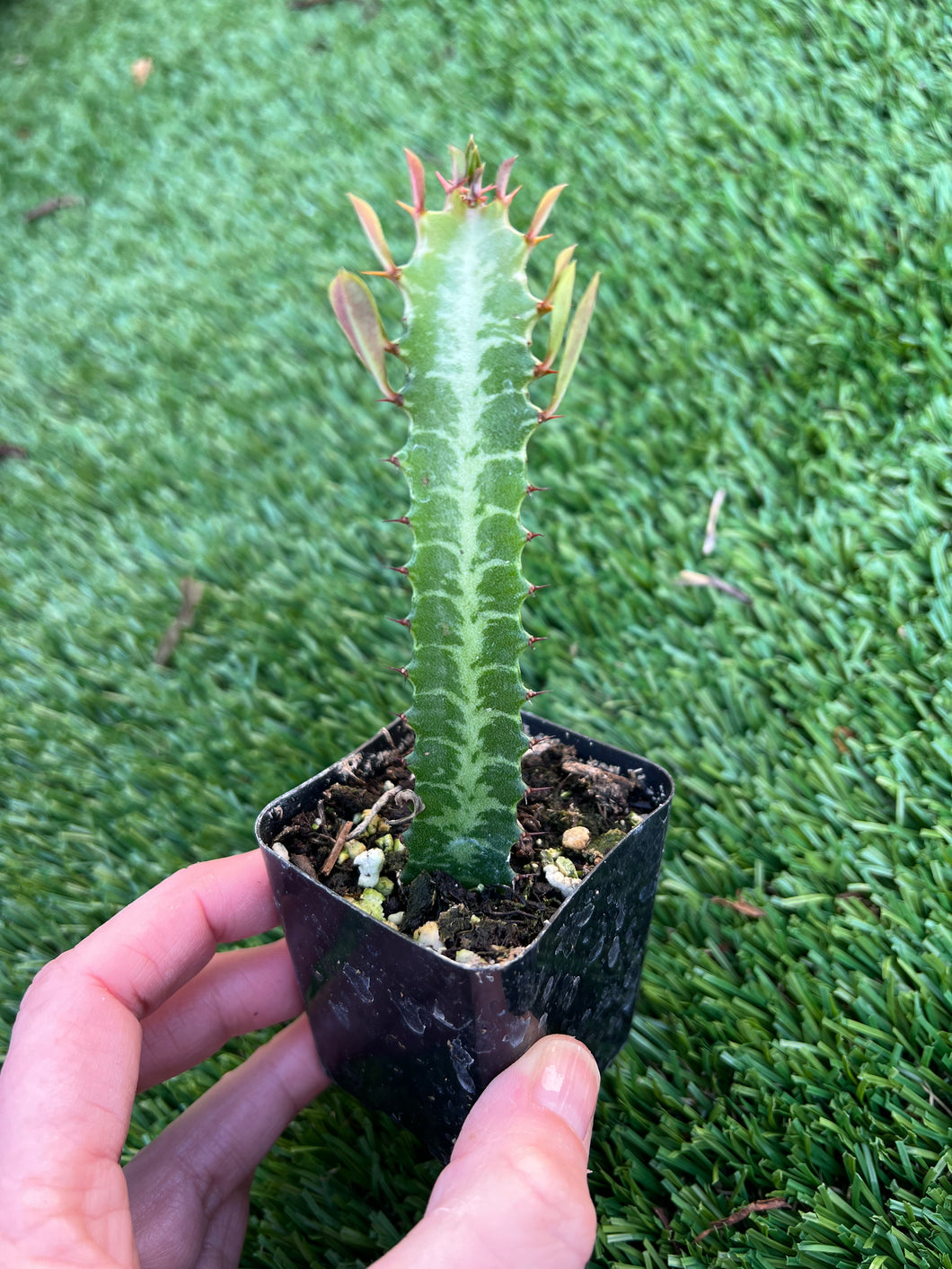 Euphorbia trigona 2”
