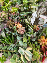 Load image into Gallery viewer, Succulent cuttings
