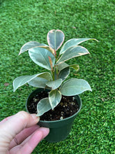 Load image into Gallery viewer, Tineke ficus  rubber tree 4”
