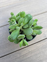 Load image into Gallery viewer, Cotyledon Tomentosa Bear Paw Succulent 4”
