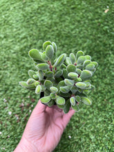 Load image into Gallery viewer, Crassula congesta &#39;Green Beans, 2”
