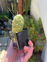 Load image into Gallery viewer, Opuntia Sunburst varagata, Cactus 2”

