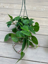Load image into Gallery viewer, Green Heart Philodendron 6&quot; hanging basket
