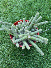 Load image into Gallery viewer, Peanut cactus Echinopsis Chamaecereus 6”
