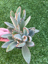 Load image into Gallery viewer, Kalanchoe tomentosa donkey ears 4”
