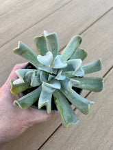 Load image into Gallery viewer, Echeveria topsy turvy
