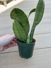 Load image into Gallery viewer, Sansevieria moonshine 4” Snake Plant
