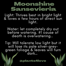 Load image into Gallery viewer, Sansevieria moonshine 4” Snake Plant
