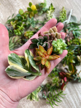 Load image into Gallery viewer, Succulent cuttings
