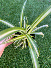 Load image into Gallery viewer, Spider plant 4”
