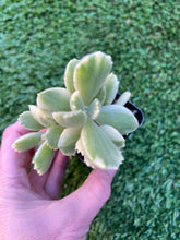 Load image into Gallery viewer, Cotyledon Tomentosa Bear Paw Succulent “varagata” 2”
