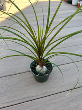 Load image into Gallery viewer, Ponytail Palm, Beaucarnea recurvata, bottle palm
